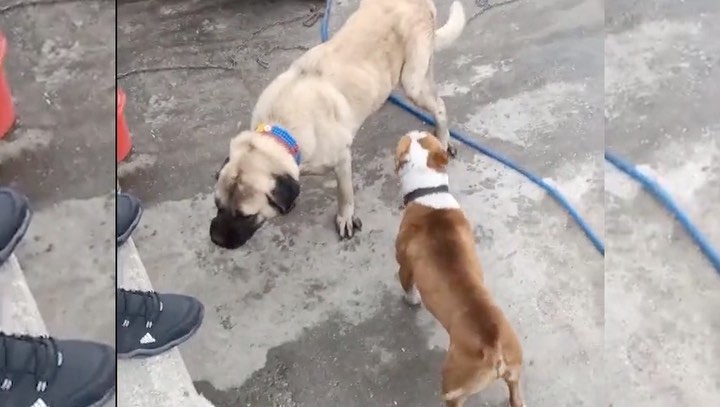 Çevre, Doğa ve Hayvanları Koruma Büro Amirliği Ekiplerimizce;
Sosyal medya p...