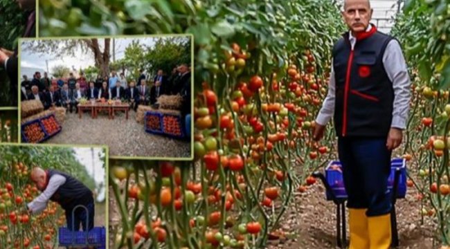 Bakan Kirişci serada domates biber topladı