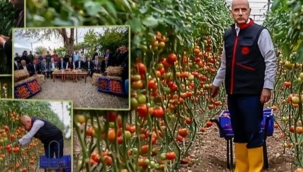 Bakan Kirişci serada domates biber topladı