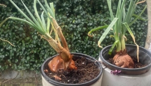 Sebze alamayan evinde yetiştirmeye başladı