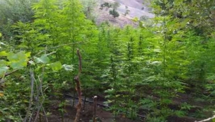 Bingöl'de 92 bin kök kenevire el kondu